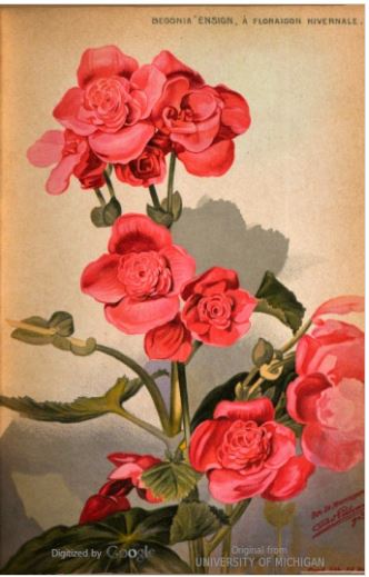 B. ‘Ensign’